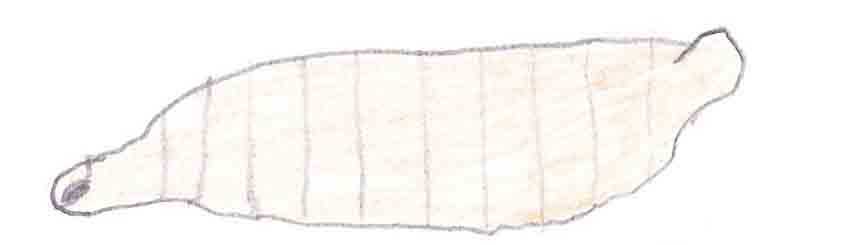 image showing 1st instar